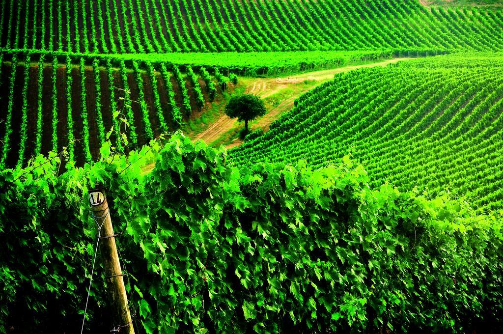 Borgo Conde Wine 4*