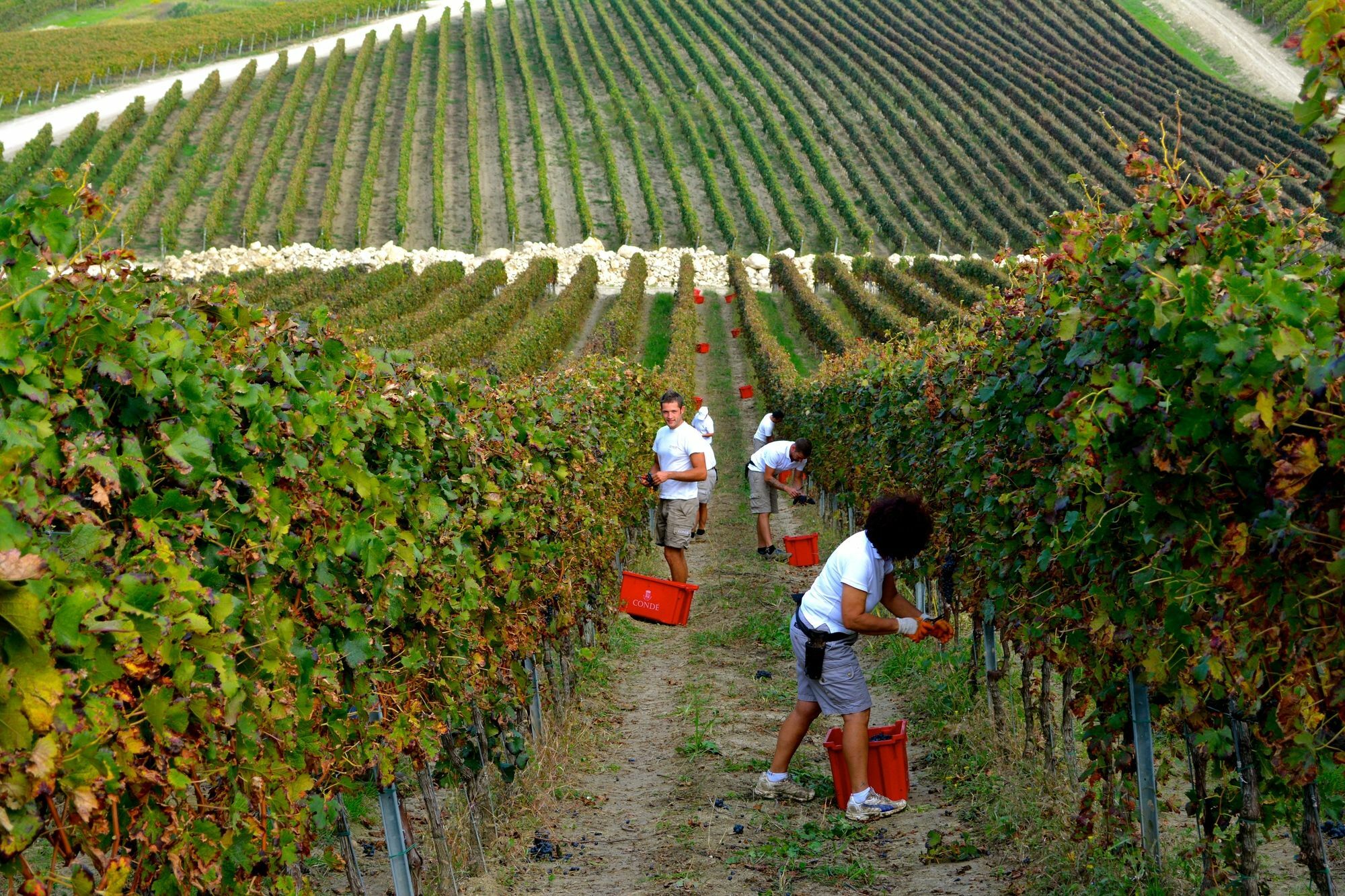 Borgo Conde Wine